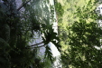 Thumbnail IMG_3794.JPG 