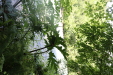 Thumbnail IMG_3795.JPG 
