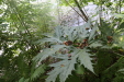 Thumbnail IMG_3796.JPG 