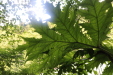 Thumbnail IMG_3797.JPG 