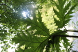 Thumbnail IMG_3798.JPG 