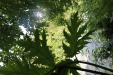 Thumbnail IMG_3799.JPG 