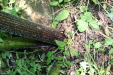 Thumbnail IMG_3804.JPG 