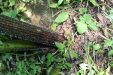 Thumbnail IMG_3805.JPG 