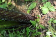 Thumbnail IMG_3806.JPG 