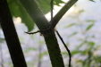 Thumbnail IMG_3807.JPG 