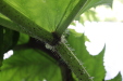 Thumbnail IMG_3810.JPG 