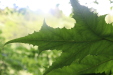 Thumbnail IMG_3811.JPG 