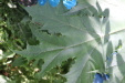 Thumbnail IMG_3813.JPG 