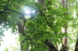 Thumbnail IMG_3819.JPG 