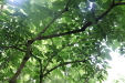 Thumbnail IMG_3820.JPG 