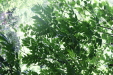 Thumbnail IMG_3822.JPG 