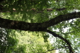 Thumbnail IMG_3823.JPG 