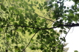 Thumbnail IMG_3825.JPG 