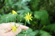 Thumbnail IMG_3829.JPG 