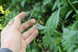 Thumbnail IMG_3830.JPG 