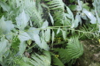 Thumbnail IMG_3831.JPG 
