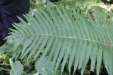 Thumbnail IMG_3832.JPG 