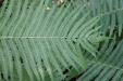 Thumbnail IMG_3833.JPG 
