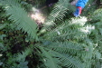 Thumbnail IMG_3834.JPG 