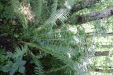 Thumbnail IMG_3836.JPG 