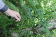Thumbnail IMG_3837.JPG 