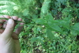 Thumbnail IMG_3839.JPG 