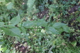 Thumbnail IMG_3840.JPG 