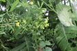 Thumbnail IMG_3843.JPG 