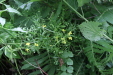 Thumbnail IMG_3844.JPG 