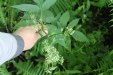 Thumbnail IMG_3847.JPG 