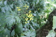 Thumbnail IMG_3848.JPG 