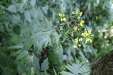 Thumbnail IMG_3849.JPG 