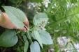 Thumbnail IMG_3850.JPG 