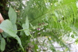 Thumbnail IMG_3851.JPG 