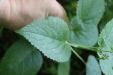 Thumbnail IMG_3853.JPG 