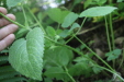 Thumbnail IMG_3854.JPG 