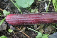 Thumbnail IMG_3857.JPG 