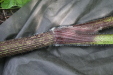Thumbnail IMG_3858.JPG 