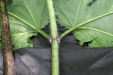Thumbnail IMG_3859.JPG 