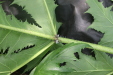 Thumbnail IMG_3860.JPG 
