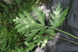 Thumbnail IMG_3862.JPG 