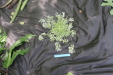 Thumbnail IMG_3863.JPG 