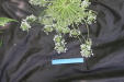 Thumbnail IMG_3864.JPG 