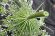Thumbnail IMG_3865.JPG 