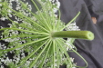 Thumbnail IMG_3866.JPG 