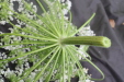 Thumbnail IMG_3867.JPG 