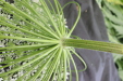 Thumbnail IMG_3868.JPG 
