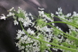 Thumbnail IMG_3869.JPG 