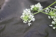 Thumbnail IMG_3870.JPG 